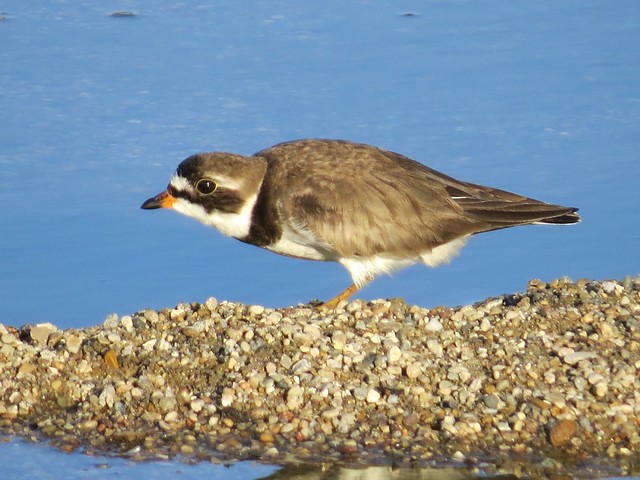 Semipalmated Plover at the El Paso Sewage Treatment Center in Woodford County, IL 21