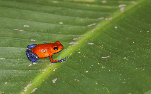 costarica frog laselva sarapiqui laselvabiologicalstation strawberrypoisondartfrog oophagapumilio suenoazulhotel