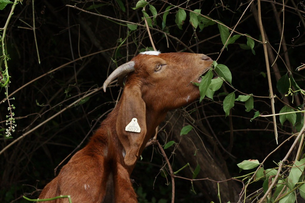 CC Brown goat