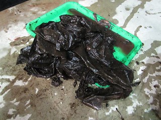 從領航鯨胃裡取出的塑膠袋。圖片來源：成大鯨豚中心