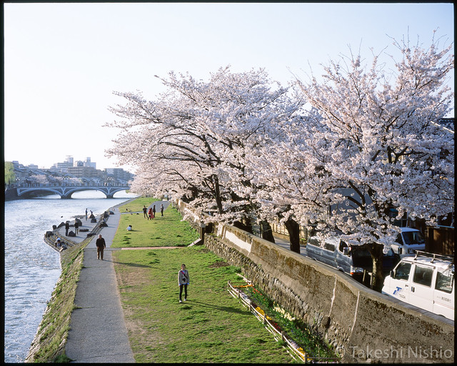 sakura, cherry blossom