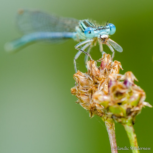 macro nature germany insect de bayern bavaria makro damselfly whiteleggeddamselfly mindelheim platycnemispennipes unterrieden