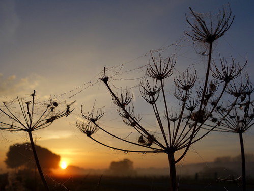 sunrise dawn serene plant trees field droplets mist webs cobwebs sun sky silhouttes netherlands holland polder nature landscape