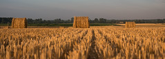 Harvest - Photo of Ferrières