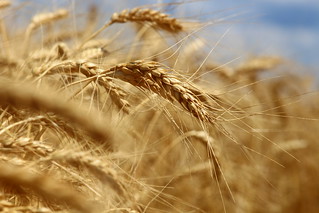 Pretty wheat.