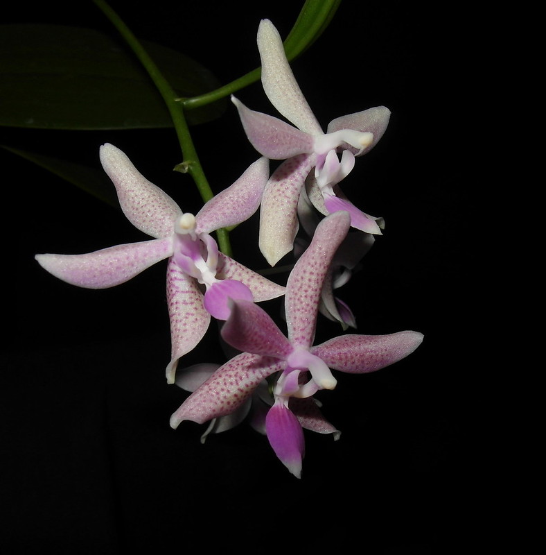 Phalaenopsis pallens x equestris( GK's Pallestris) 20303643759_07d07d8507_c
