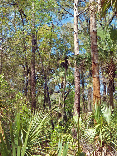 landscape woods forest trees palmtrees brush park crystalriver florida