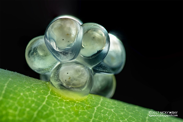 Snail eggs with embryos (Gastropoda) - DSC_8813