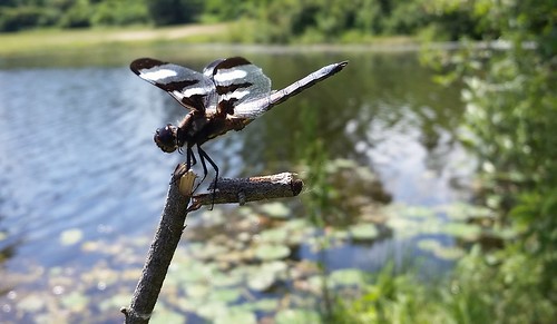 male photo dragonfly libellula odonata pulchella twelvespottedskimmer deerfieldpark isabellacountyparksandrecreation