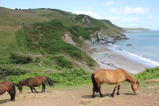 Hillhead, Coleton Fishacre (NT) & Kingswear 029