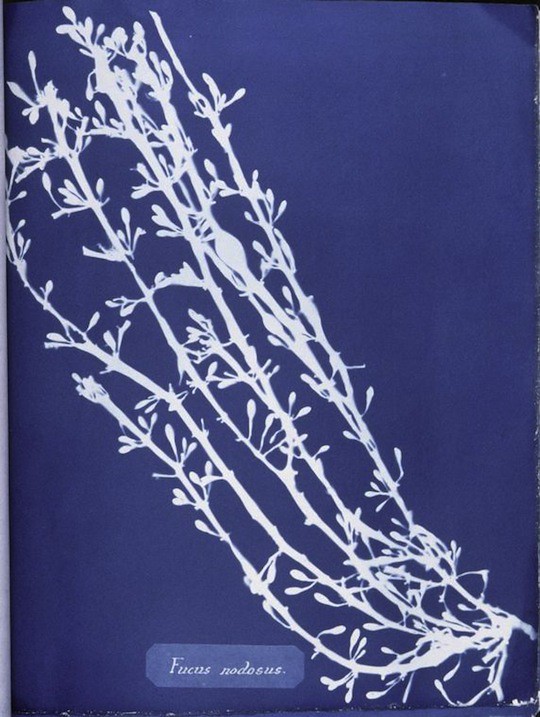 Resultado de imagen de anna atkins british algae