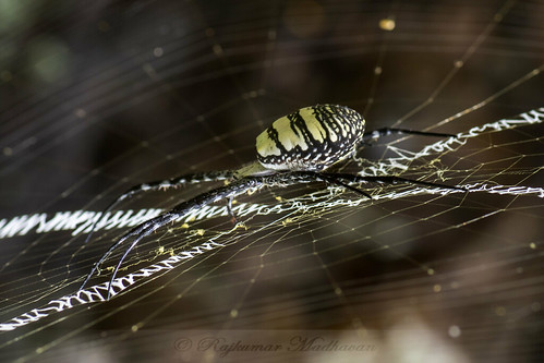 india spider cross argiope in ananthagiri telangana aemula burgupalle