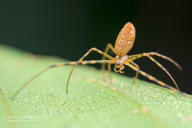 Big-jaw spider (Mesida sp.) - DSC_4827