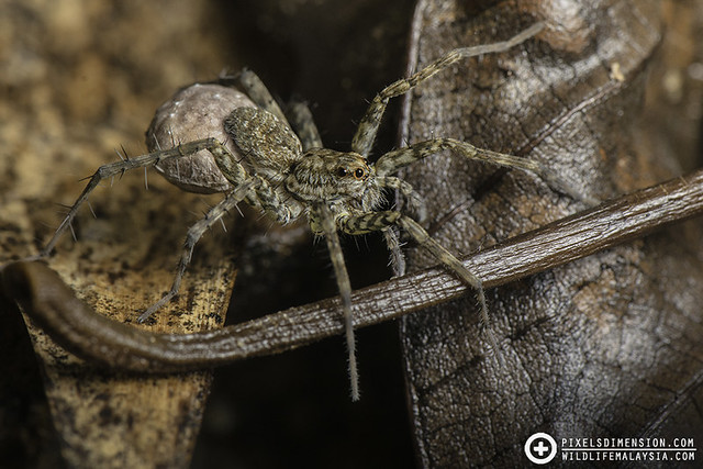 Wolf Spider carrying egg sac- Pardosa sp. ♀