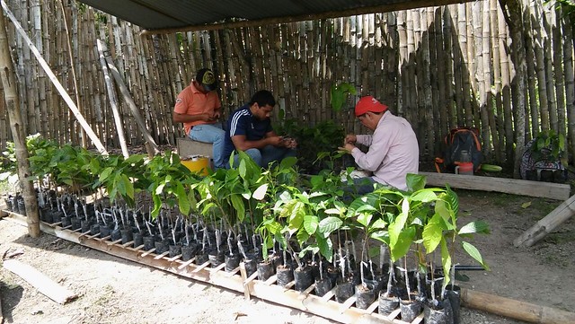 Asociación Manta Blanca ll inició proceso de injertación de cacao