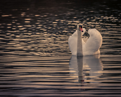 swan lakeswartswood stillwater sussexcounty newjersey