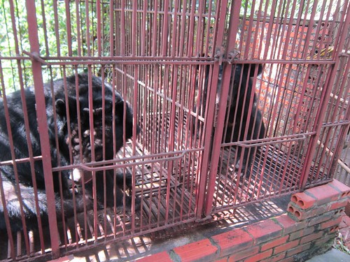 Bears in cages at Hong's bear farm, Quang Ninh 2015 (2)