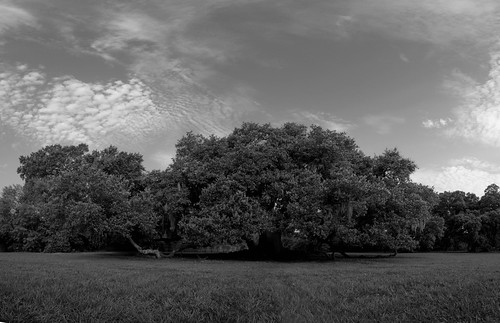 park blackandwhite tree scott photography oak louisiana live neworleans monochromatic nola largeformat treeoflife audubon mohrman