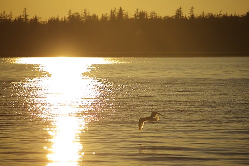 bird light sunset haidagwaii masset britishcolumbia seagull water treeline canon6d ef70200mmf4lisusm goldenhour