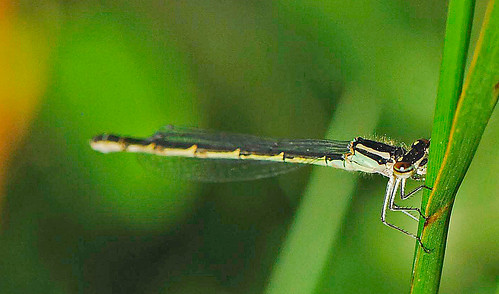 080713 2008 bluet coenagrionidae enallagma enallagmacarunculatum mi seneynwr tulebluet zygoptera damselfly dragonfly insect