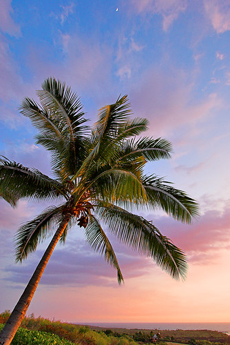 sunset moon tree church hawaii bravo palm bigisland kona kahikolu 15643c