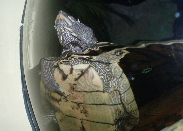 Turtle abuse | Flickr - Photo Sharing!