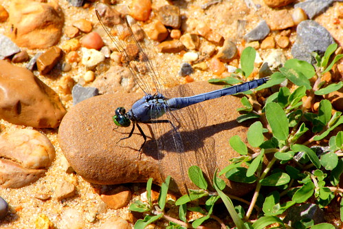 blue nature mississippi dragonfly wildlife noxubeerefuge refuge wildliferefuge noxubee noxubeenationalwildliferefuge