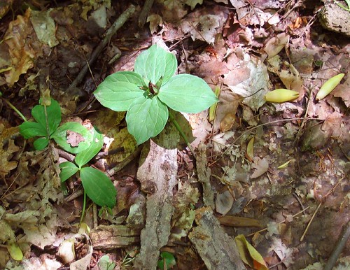 Trillium sessile, with fourth leaf