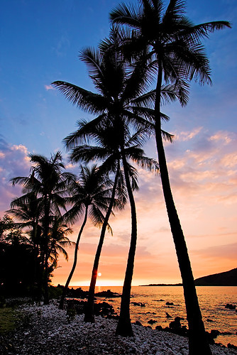 sunset tree beach silhouette hawaii bay palm bigisland kealakekua kona manini kaawaloa 21166b withron