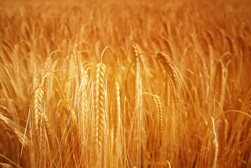 light field geotagged gold or wheat cereals champ blé céréales geolat46175076 geolon5296354