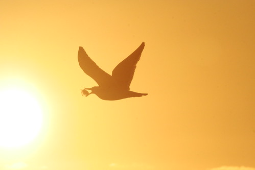 Kelp Gull with mussel, sunset