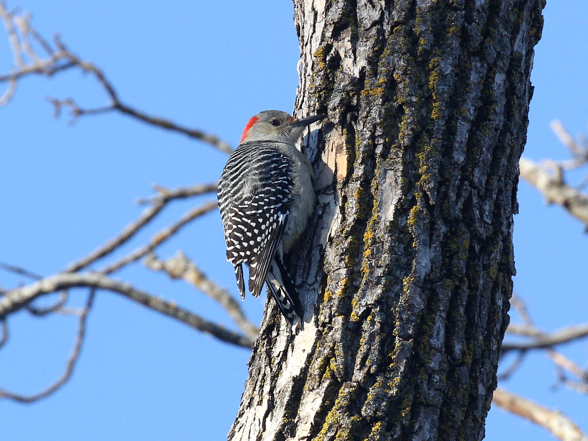 Photograph titled 'Red-bellied Woodpecker'