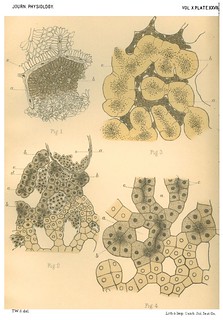 Plate XXVII, Journal of Physiology 10 (5) (1889). Figs. 1-4 from T.W. Shore and J.H. Lewis, 'On the Structure of the Vertebrate Liver'.