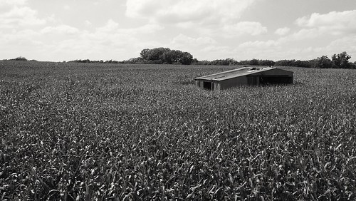 old trees blackandwhite bw white black abandoned field landscape corn ks shed kansas