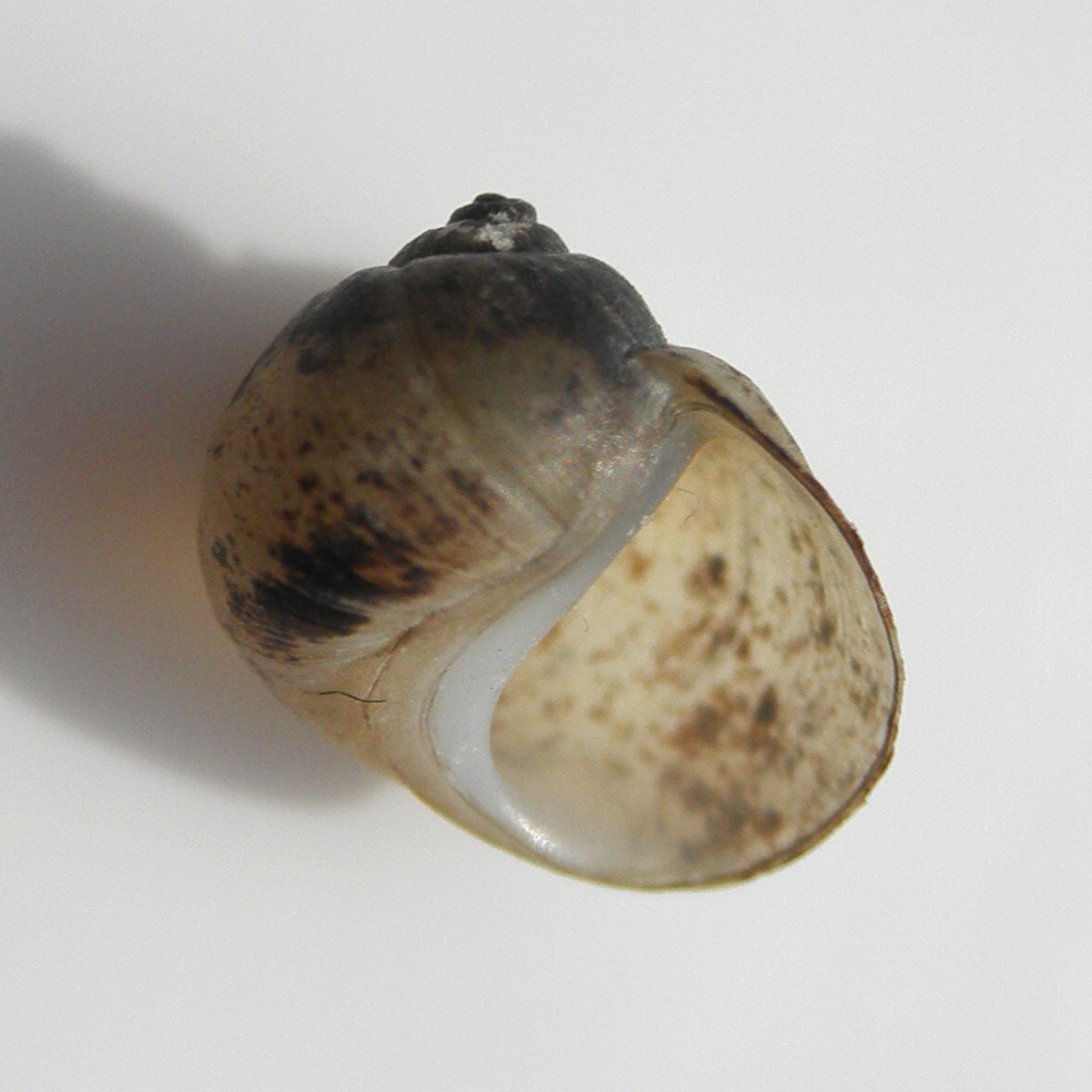 apertural view of the shell of Lithoglyphus naticoides