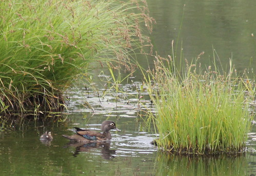 duck ducklings waterfowl woodduck aixsponsa birdsofwashington washingtonbirds