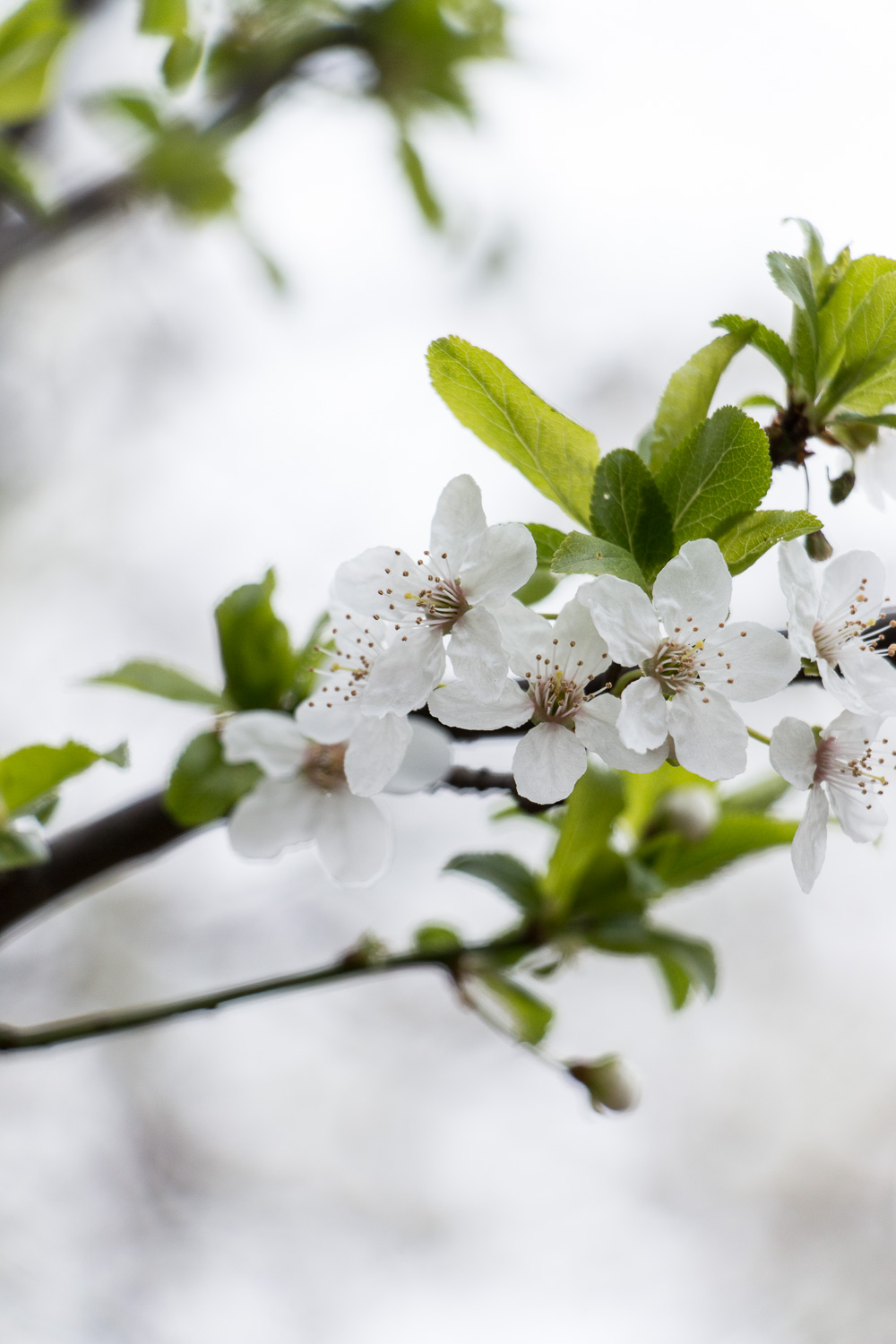 spring | lili weissensteiner