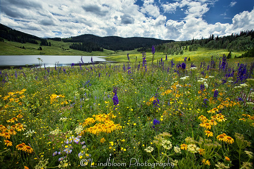 lake landscape colorado wildflowers wildflower flattopswilderness vaughanlake