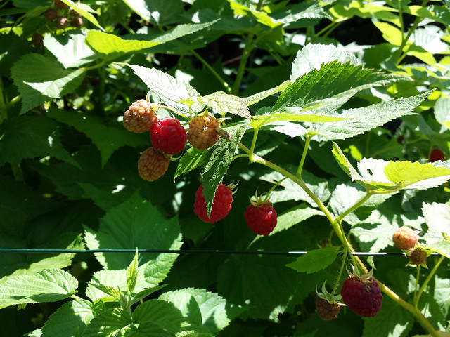2015_raspberries