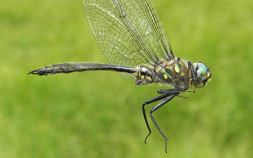 insect dragonfly emerald odonata anisoptera corduliidae ocellatedemerald somatochloraminor