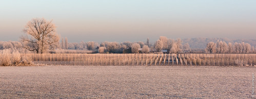 mist zon buiten fog forst landscape landschap outdoor rijp sunrise vorst winter zonsopkomst heteren gelderland nederland nl