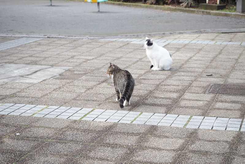 池袋カメラ散歩池袋本町ネコ歩き。壬生裏の公園の黒ブチとキジ虎の親子