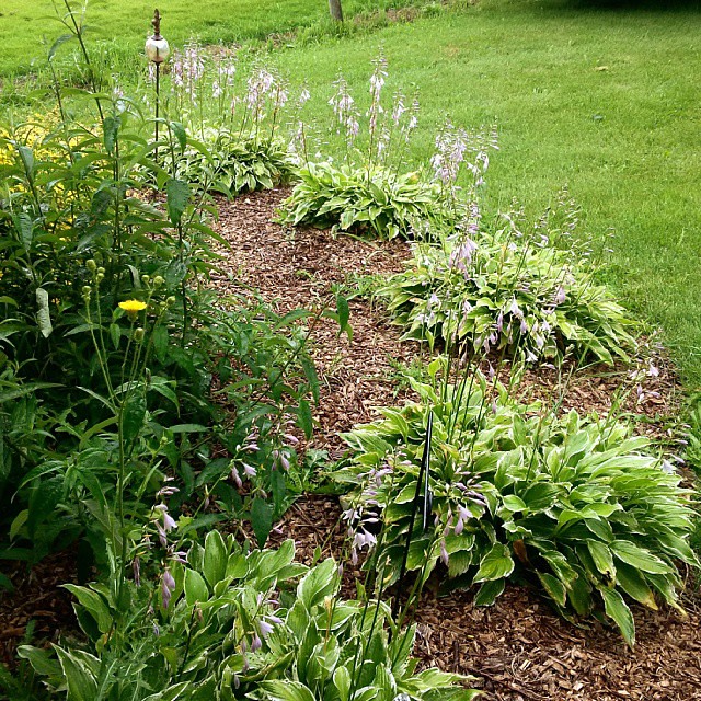 All of our hostas are in full bloom on this rainy day as we remember two amazing people! My mother in law Diane - Happy Birthday! We miss you so very much and wish you were here celebrating with us. We know you will be having a great celebration up in hea