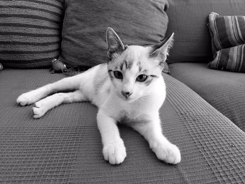 Newman, gatito siamés tabby de ojazos azul cielo esterilizado, nacido en Marzo´15, en adopción. Valencia. ADOPTADO. 19698424575_00e35ae3ac