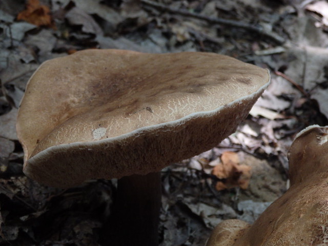Fungi mushroom Linville Gorge 