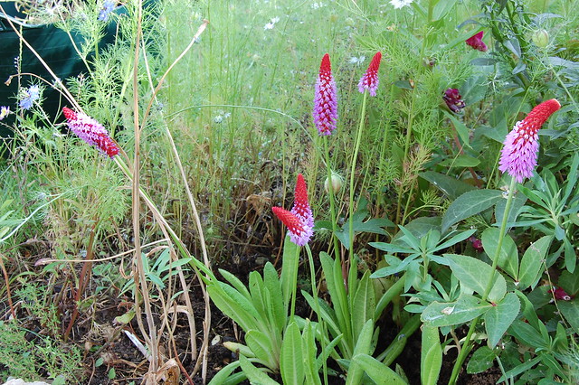 Red spikes with purple flowers