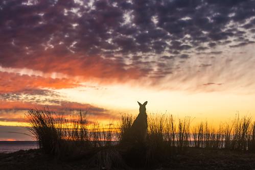 morning sea sky beach grass animal silhouette clouds sunrise twilight moody horizon dramatic australia kangaroo emotional southcoast goldenhour depotbeach energetic