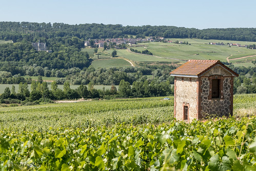 summer france landscape vineyard outdoor champagne 51 été paysage fr vignoble vigne cabane marne loge champagneardenne champenois venteuil