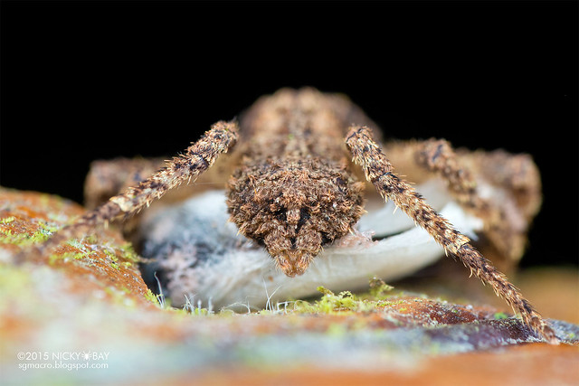 Huntsman spider (Sparassidae) - DSC_5201