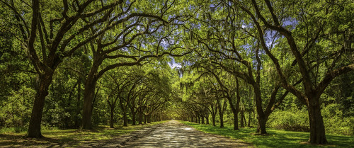 road georgia scenic plantation savannah hdr oaktrees forrestgump oakavenue wormsloehistoricsite noblejones